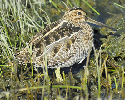 wilson's snipe BRD9760.JPG