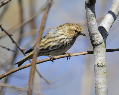 pine siskin BRD0256.JPG