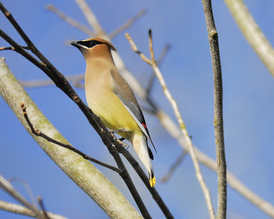 cedar waxwing BRD0431.JPG