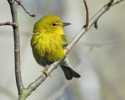 pine warbler BRD0359.JPG