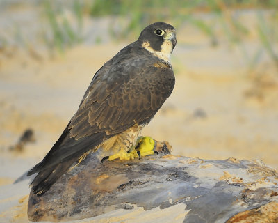 peregrine falcon BRD1209.JPG