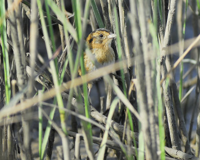 nelson's sparrow BRD1252.JPG