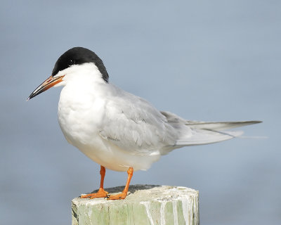 forster's tern BRD1276.JPG