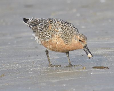 1190p_red_knot