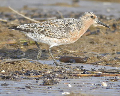 red knot BRD0300.JPG