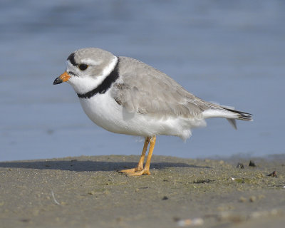 1170h_piping_plover