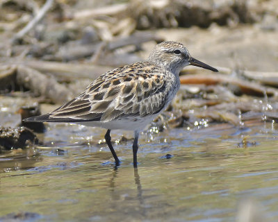 white-rumped sandpiper BRD1008.JPG