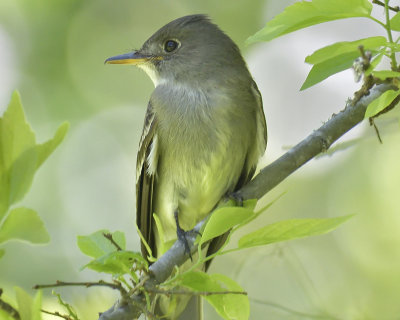 acadian flycatcher BRD1021.JPG