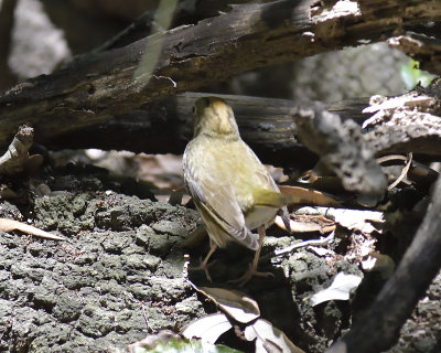 ovenbird BRD1032.JPG