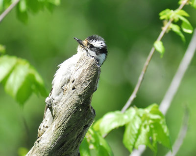 downy woodpecker BRD0981.JPG