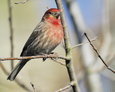 house finch BRD0496.JPG