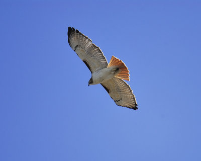 red-tailed hawk BRD0560.JPG