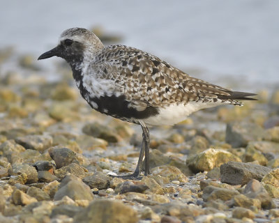 black-bellied plover BRD1173.JPG