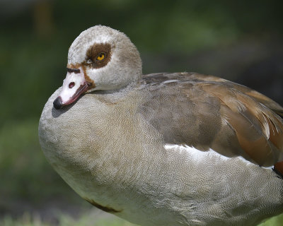 egyptian goose BRD1641.JPG