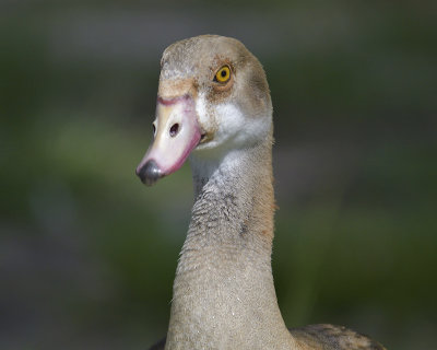 egyptian goose BRD1649.JPG