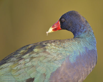 purple gallinule BRD1335.JPG