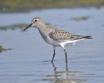 white-rumped sandpiper BRD1860.JPG