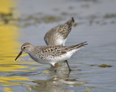 white-rumped sandpiper BRD1867.JPG