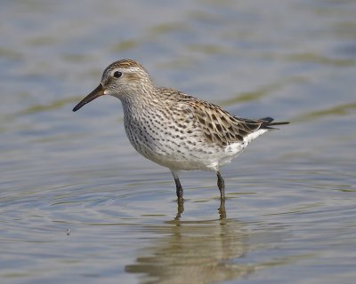 white-rumped sandpiper BRD1895.JPG