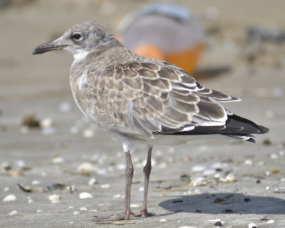 laughing gull BRD2135.JPG