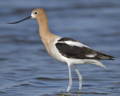 american avocet BRD2016.JPG