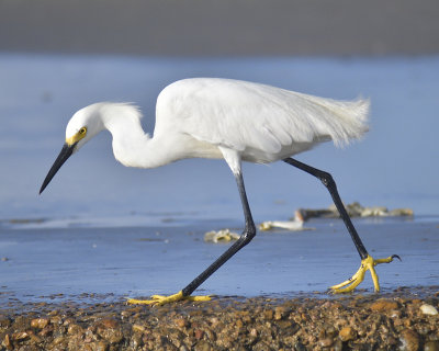 snowy egret BRD1977.JPG