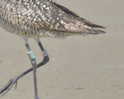 marbled godwit band BRD2302.JPG