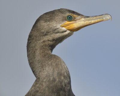 neotropic cormorant BRD3029.JPG