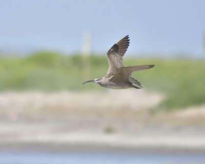 whimbrel BRD3458.JPG