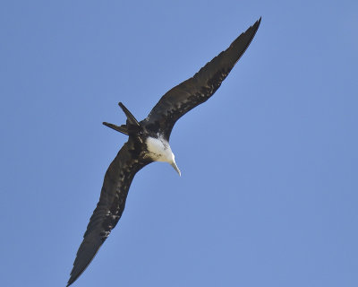 magnificent frigatebird BRD3958.JPG