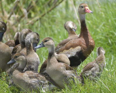 black-bellied whistling duck BRD4117.JPG