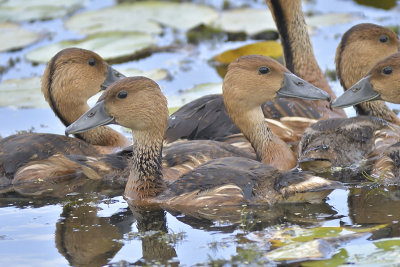 fulvous whistling duck BRD4041.JPG