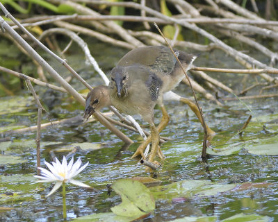 purple gallinule BRD4094.JPG