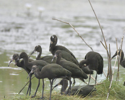 white-faced ibis BRD4121.JPG