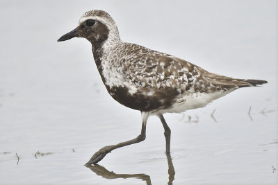 black-bellied plover BRD4356.JPG