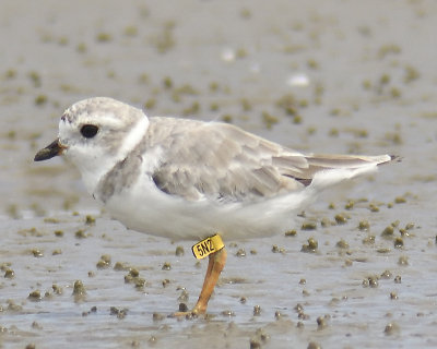 piping plover band BRD4511.JPG