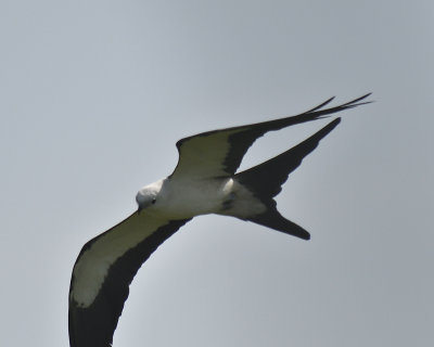swallow-tailed kite BRD4861.JPG