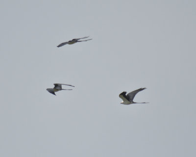 swallow-tailed kite BRD4870.JPG