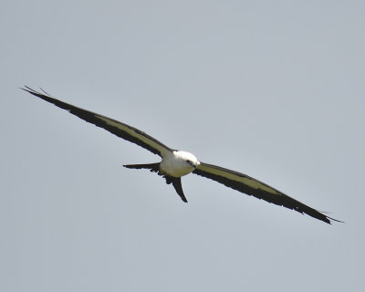 swallow-tailed kite BRD4899.JPG