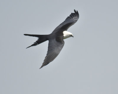 swallow-tailed kite BRD4901.JPG