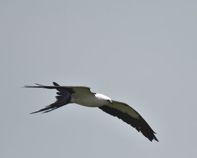 swallow-tailed kite BRD4903.JPG