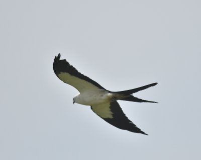 swallow-tailed kite BRD4910.JPG