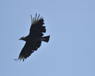 black vulture BRD4975.JPG