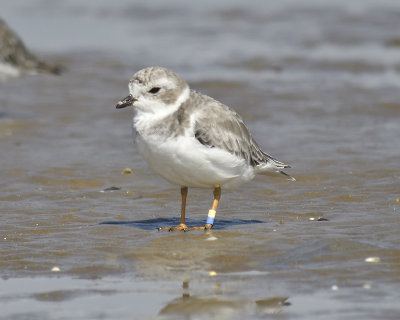 piping plover band BRD5281.JPG