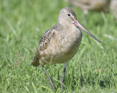 marbled godwit BRD5612.JPG