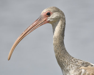 white ibis BRD5839.JPG