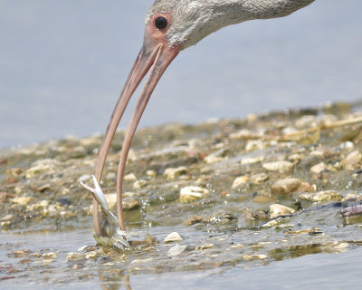 white ibis BRD5848.JPG