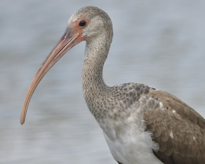 white ibis BRD5877.JPG