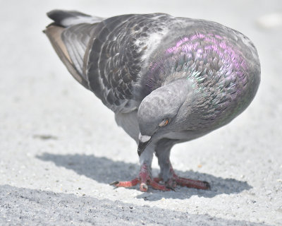 rock pigeon BRD5883.JPG