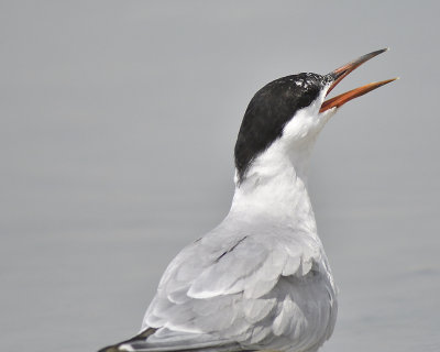 common tern BRD5947.JPG